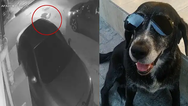 Yolda uyuyan köpeği otomobille ezip kaçtı
