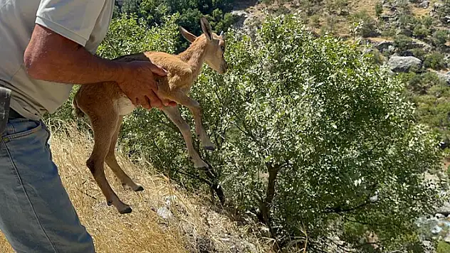 Yolunu kaybeden dağ keçisi, doğal yaşam alanına bırakıldı
