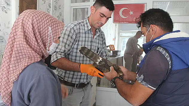 Yonca tarlasında bulduğu yaralı yavru kızıl şahini tedavi ettirdi