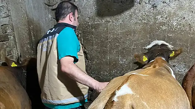 Yonca yiyerek şişen 163 hayvana veteriner hekimler müdahale etti
