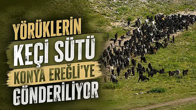 Yörüklerin keçi sütü Konya Ereğli'ye gönderiliyor