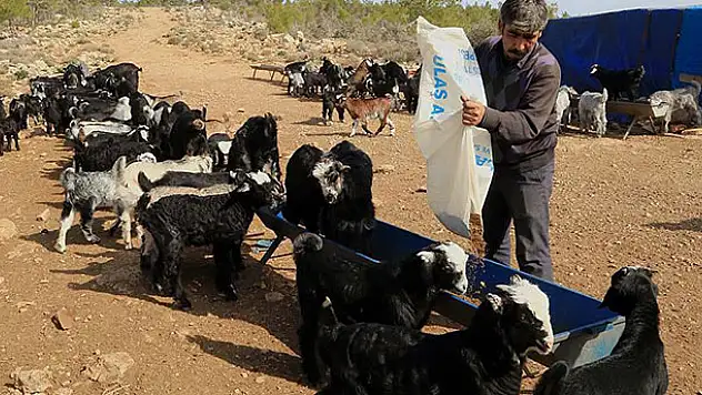 Yörüklerin 'oğlak' besleme telaşı