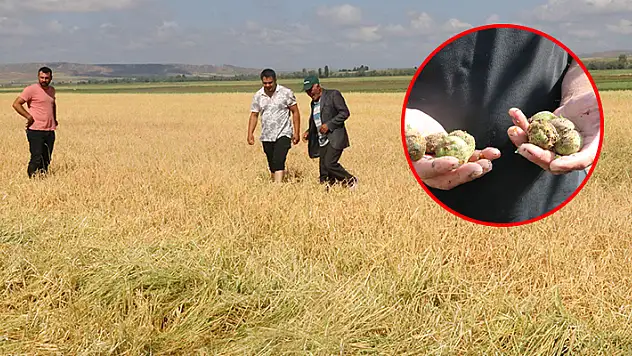 Yozgat'ın köylerinde etkili olan dolu ekili alanlara büyük zarar verdi
