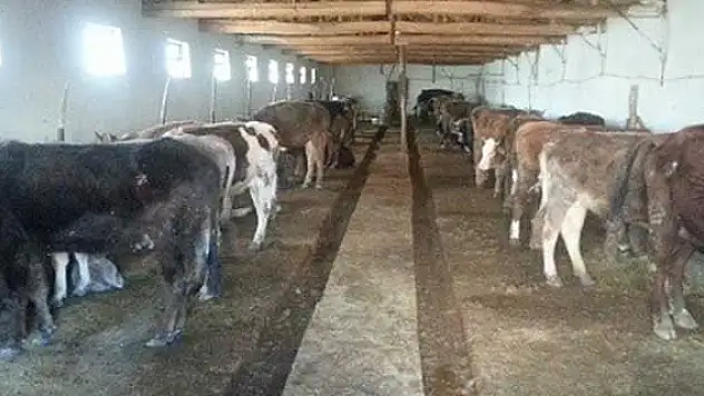 Yozgat'ta 215 bin büyükbaş hayvana şap aşısı yapılacak