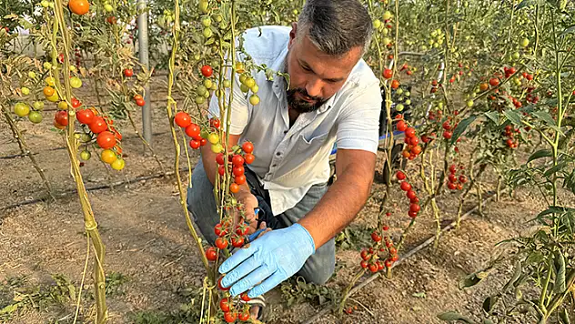 Yozgat'ta KOP desteğiyle sera kuran gurbetçi istihdama katkı sağlıyor
