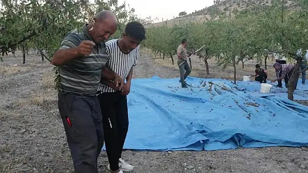 Yozgat'ta badem üreticisi yüksek verimi halay çekerek kutladı
