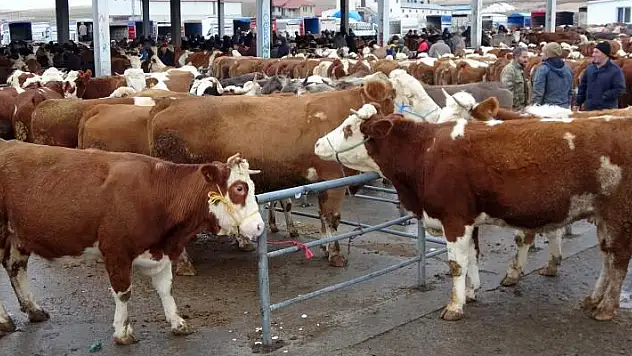 Yozgat'ta canlı hayvan pazarları tedbir amaçlı kapatılacak
