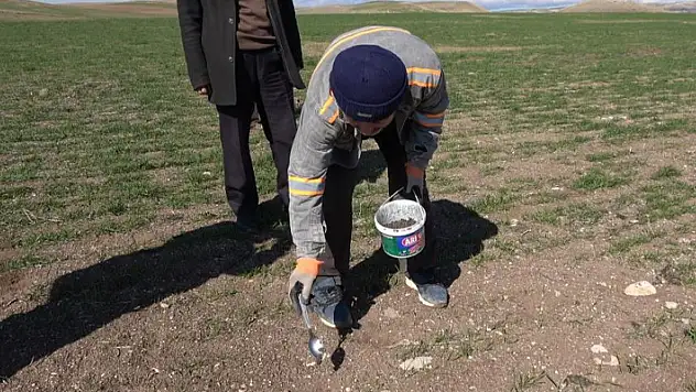 Yozgat'ta çiftçinin başı tarla fareleriyle dertte
