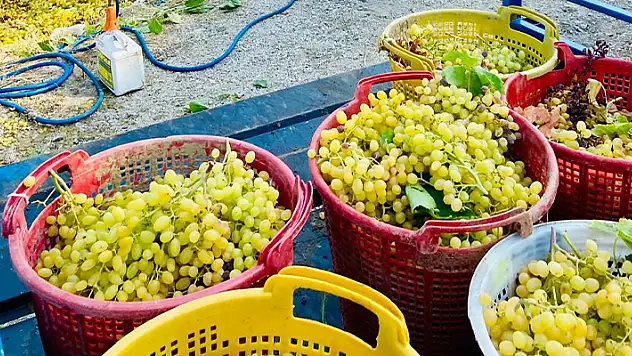 Yüksek sıcaklık üzümde kaliteyi arttırdı, verimi düşürdü
