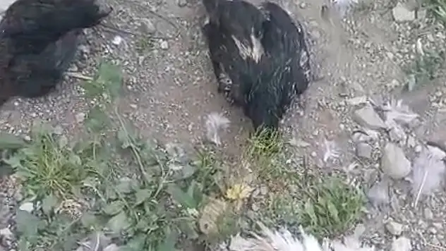 Yüksekova'da başıboş köpekler 21 hindi ve tavuğu telef etti