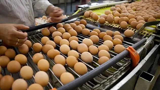 Yumurta ihracatı rekora koşuyor