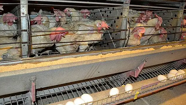 Yumurta üreticileri kesim desteği bekliyor