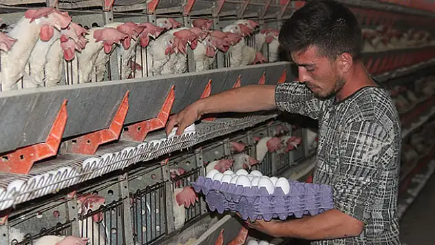 Yumurta üreticisi çözüm bekliyor