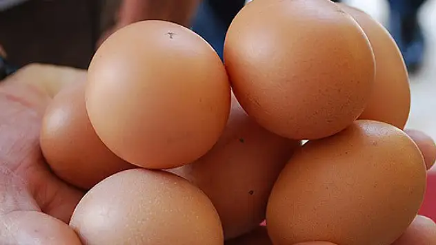 Yumurta üretimi 15 milyarı aştı