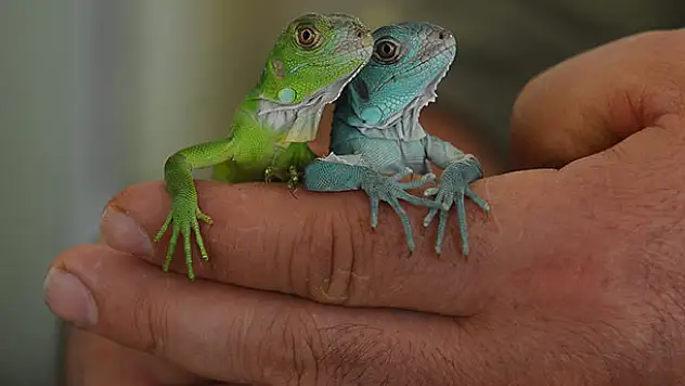 Yumurtlayan İguana 47 Tane Yavru Dünyaya Getirdi