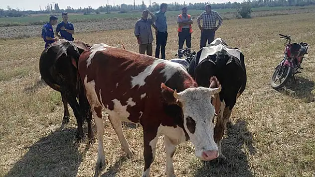 Yunak'ta çalınan hayvanlar Akşehir'de bulundu