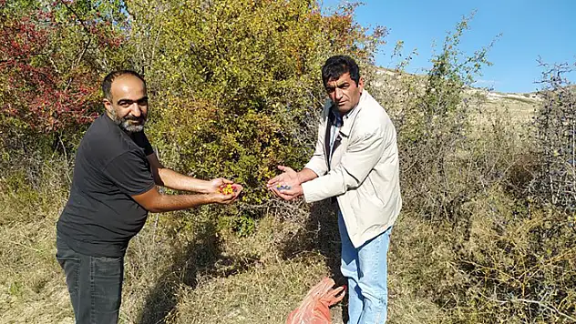 Yunak'ta dağ meyveleri toplanmaya başlandı
