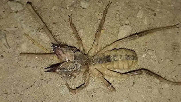 Yunak'ta et yiyen örümcek paniği