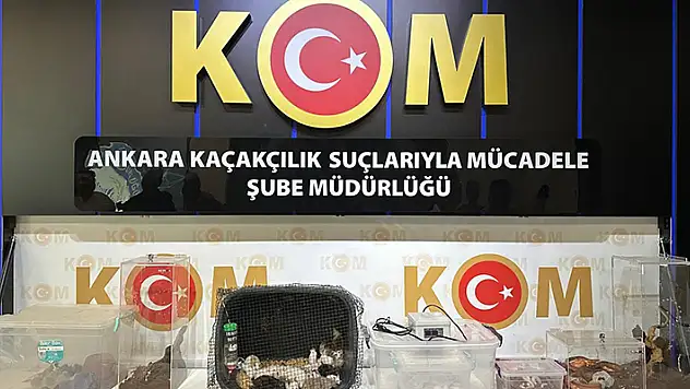 Yurda kaçak yöntemlerle getirtilmiş 42 özel tür hayvan ele geçirildi
