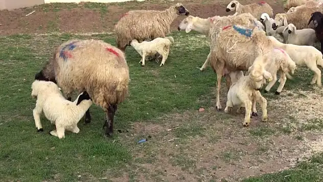 Yürekleri ısıtan görüntü, kuzular annelerine böyle koştu
