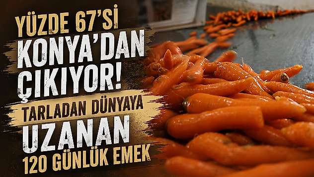 Yüzde 67'si Konya'dan çıkıyor! Tarladan dünyaya uzanan 120 günlük emek