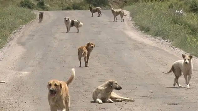 Yüzlerce başıboş köpek açlıktan birbirlerini yemeye başladı
