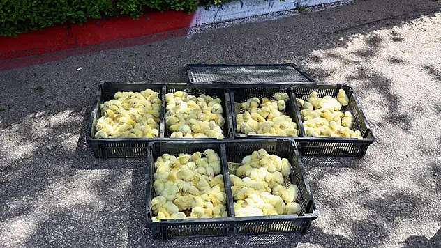 Zabıta, otobüsle gönderilen 300 civcive el koydu