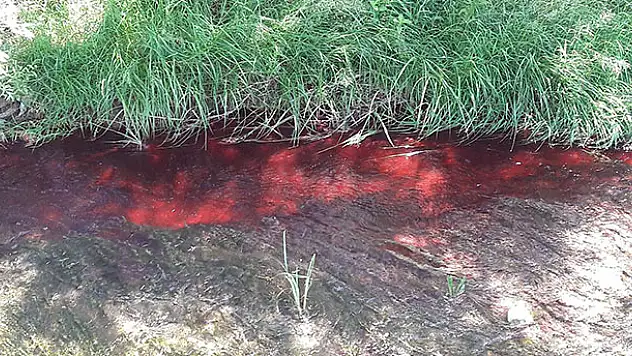 Zabıtalar dereye kan döken kişiyi dedektif gibi çalışıp buldu