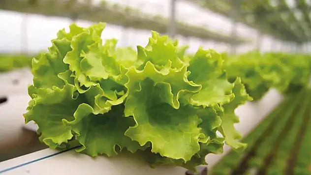 Zam şampiyonu kıvırcık salata