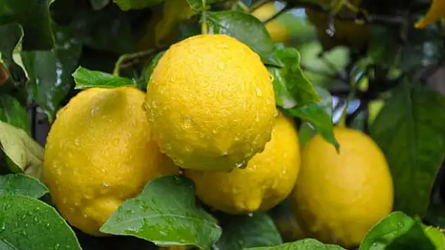 Zam şampiyonu limon üreticisini değil tüccarı güldürdü