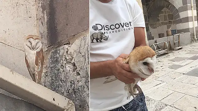 Zazadın Han'da nesli tükenmekte olan peçeli baykuş yakalandı
