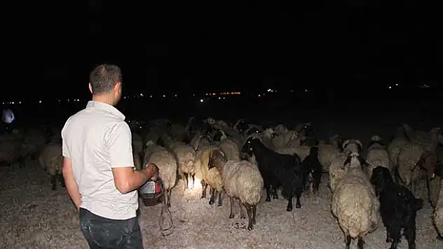 Zehirli yem yedirilen hayvanlar telef oldu