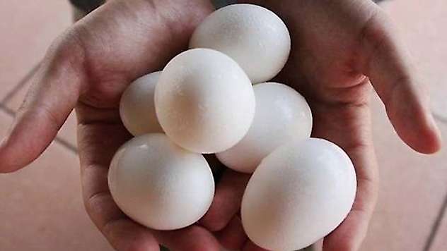 Zehirli yumurta skandalında yeni gelişme