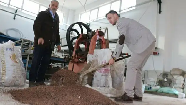 Zeytin çekirdeğinden yakıt elde ettiler