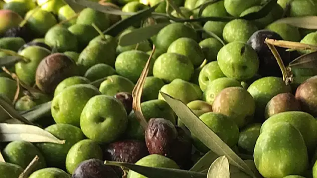 Zeytin üreticilerine erken hasat uyarısı
