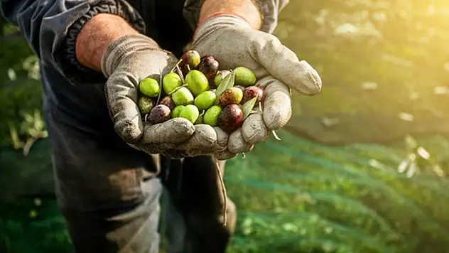 Zeytinde haberler kötü! İklim krizi zeytin hasadını vurdu!
