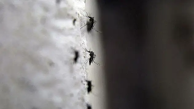 Zika virüsü, Endonezya'da da görüldü