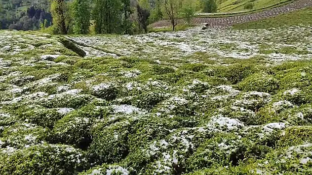 Zirai don çayı da vurdu