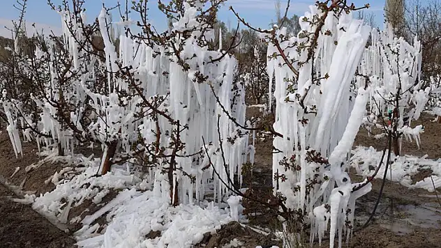 Zirai don Konya'da pancarı ve meyveleri vurdu