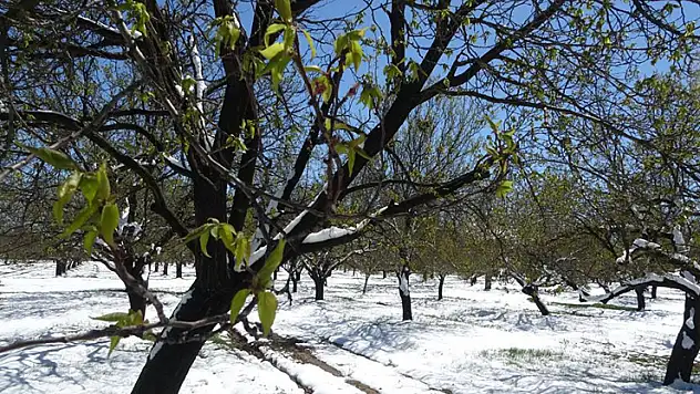 Zirai dondan etkilenen üreticilerin zararı karşılanacak