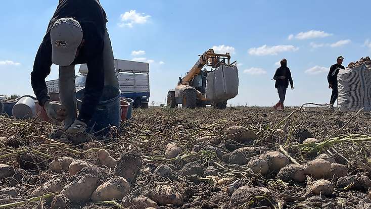 Dışa bağımlılığı bitirecek yerli tohum hamlesi: Konya Türkiye 3'üncüsü oldu