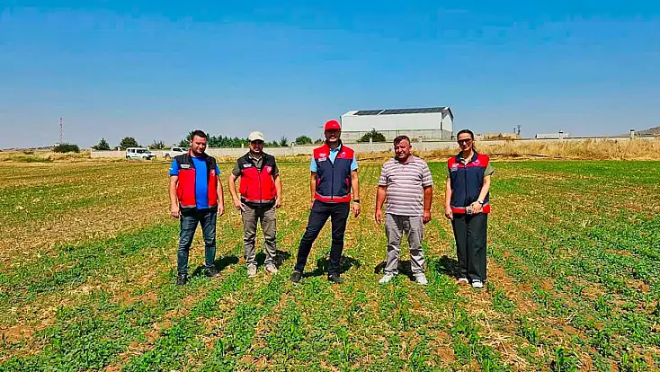 Geleceğin yemi Konya Ovası’nda yetişiyor