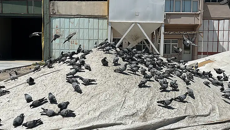 Konya buğday pazarının bereketi güvercinler oldu