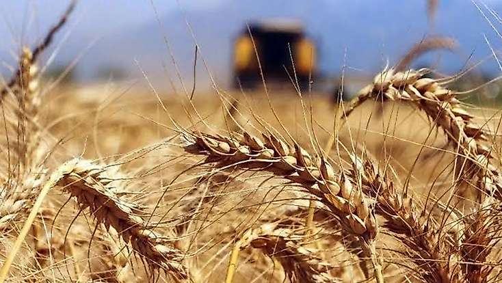 Konya'da 252 milyonluk ihale: TİGEM, buğday ve arpa satacak