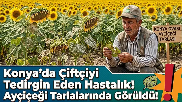 Konya'da çiftçiyi tedirgin eden hastalık! Ayçiçeği tarlalarında görüldü