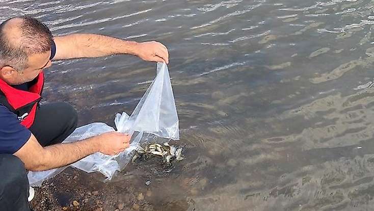 Konya'da göletlere 60 bin yavru sazan bırakıldı