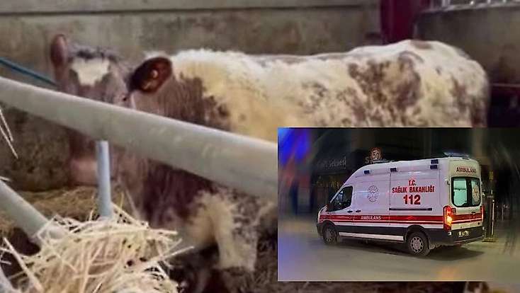 Konya'da inek saldırısı can aldı