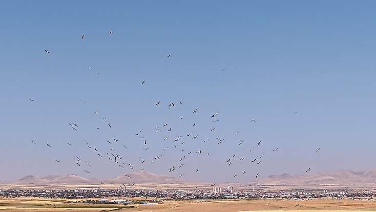Konya'da kartpostallık görüntü: Kanat çırpışları havadan kaydedildi