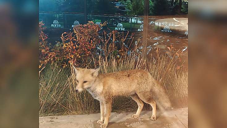 Konya’da meşhur tilki, Seyir Tepesi'nde