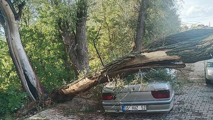 Konya'da otomobilin üzerine ağaç devrildi